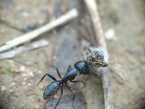 Réf. 205 111 : Camponotus vagus
